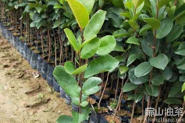 長林53號油茶苗