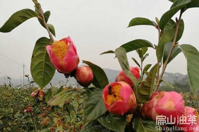 福建龍巖油茶樹(shù)種植
