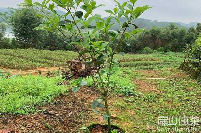 三明長林油茶苗批發(fā)