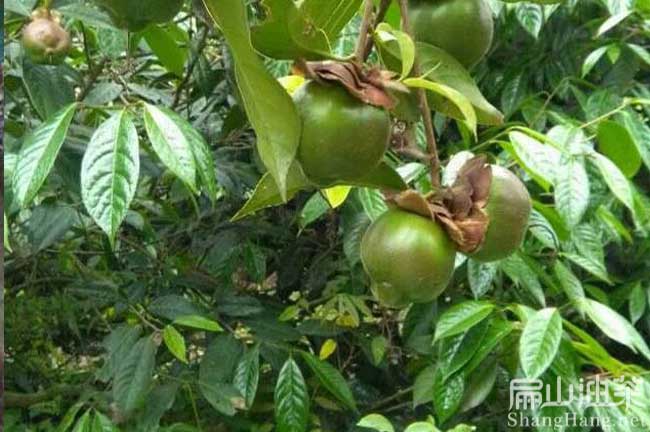 龍巖大果油茶樹(shù)批發(fā)
