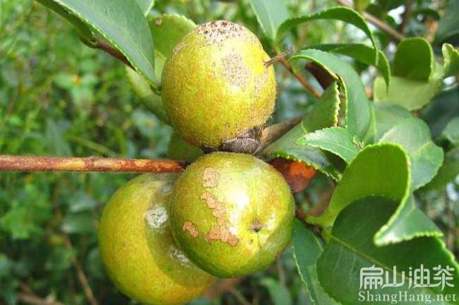 福州長(zhǎng)林油茶苗