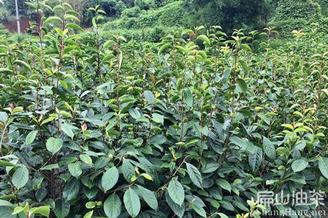龍巖大果油茶苗