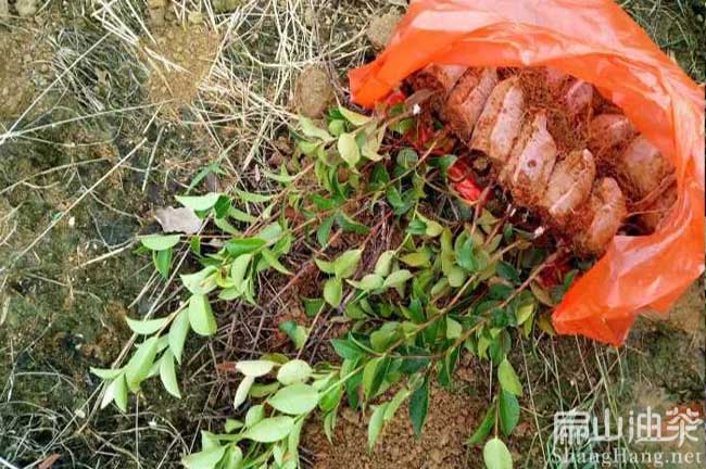 貴州長(zhǎng)林油茶杯苗