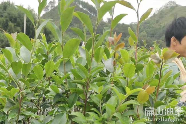 2024嫁接油茶苗批發(fā)