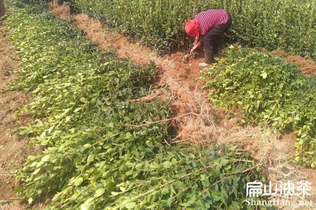 武平茶樹(shù)苗批發(fā)