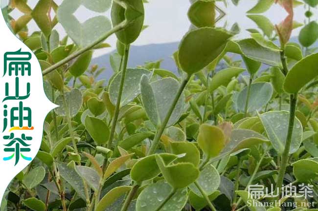 3年大果油茶楊梅杯苗批發(fā) 寧德明年掛果營養(yǎng)袋苗-扁山苗木