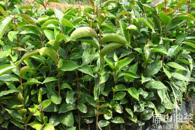 1號(hào)大果油茶苗