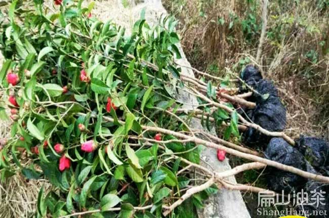三明大果油茶苗