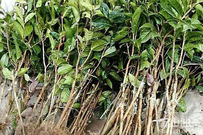 滕縣大果油茶苗