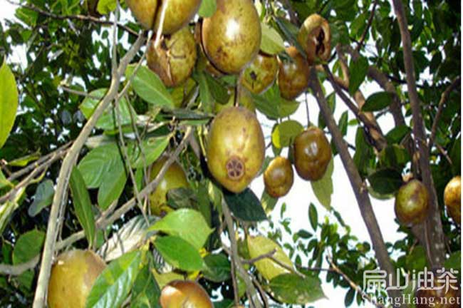 廣西大果油茶樹苗