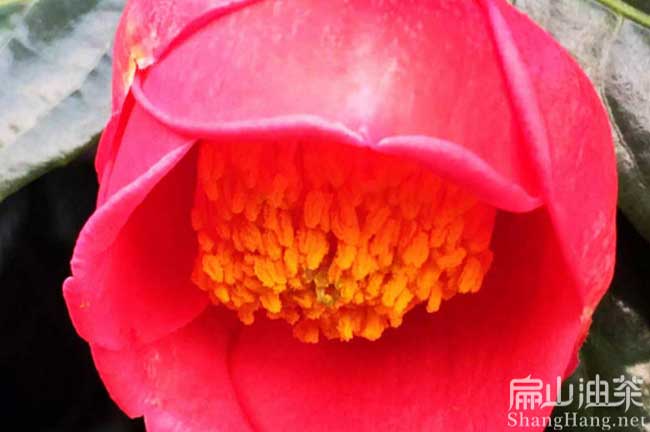 紅花油茶苗