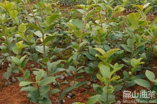 閩侯茶樹(shù)苗