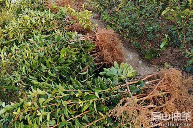 南平大果油茶苗