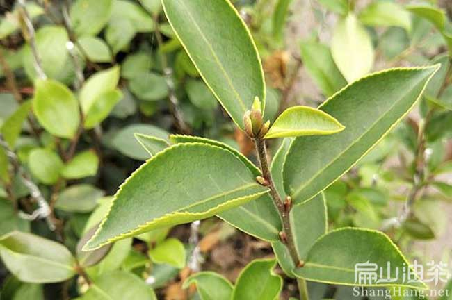福建大果油茶苗