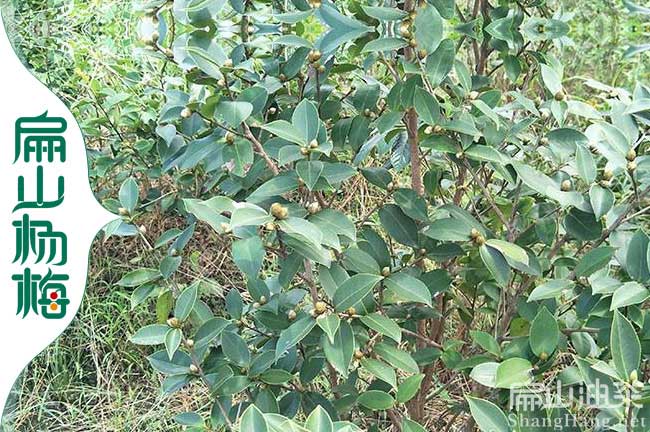 福建長林油茶苗