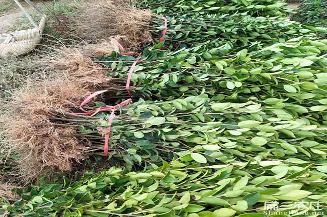 臺(tái)州油茶苗種植