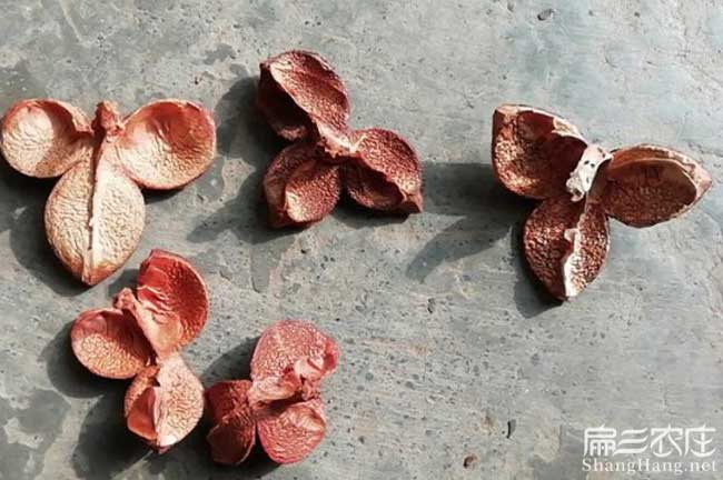 惠州茶籽苗 惠州茶籽苗