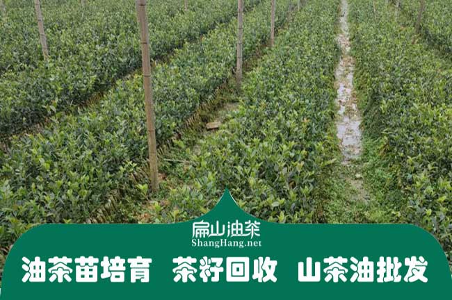 長林茶樹苗基地