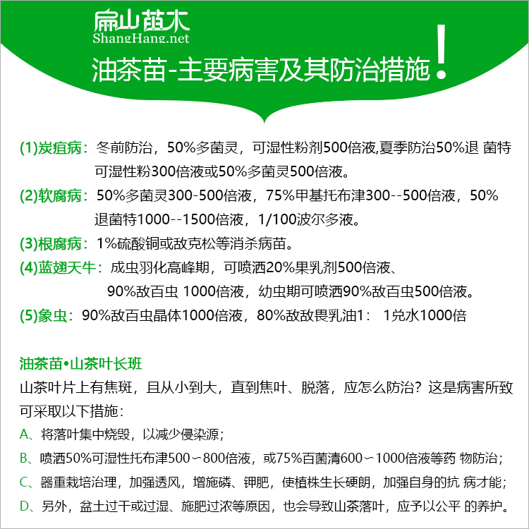 油茶病害防治