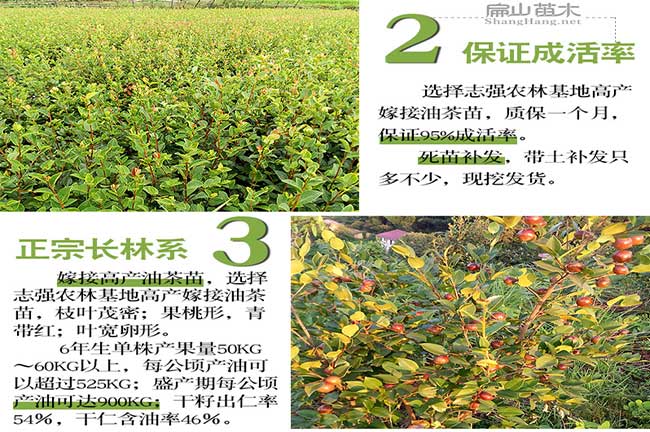 三明油茶苗培育