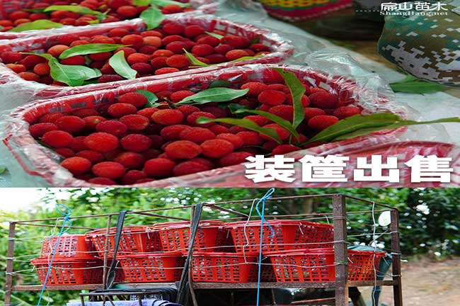 三明楊梅批發(fā)