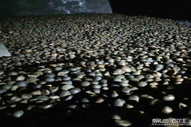 湖南茶籽價(jià)格