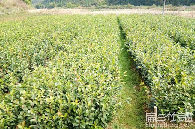 桂林大果油茶苗批發(fā)