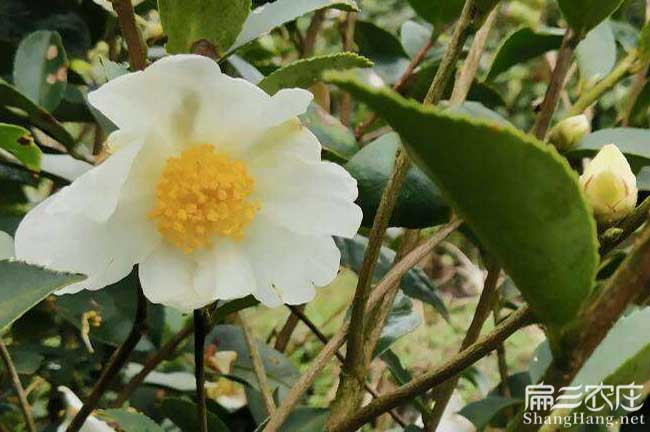 東莞白花油茶苗 東莞白花油茶苗