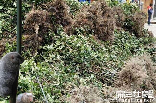 旬陽縣低產(chǎn)林的改造技 旬陽縣低產(chǎn)林的改造技