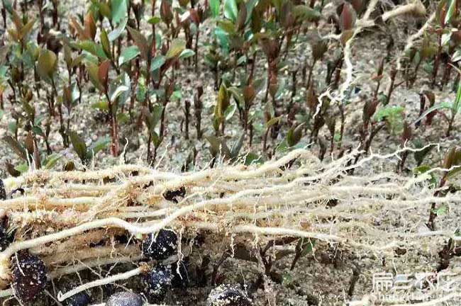 石灣鎮(zhèn)油茶種植的主要 石灣鎮(zhèn)油茶種植的主要