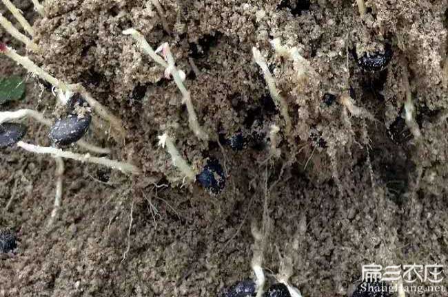 河源嫁接茶籽樹(shù)苗