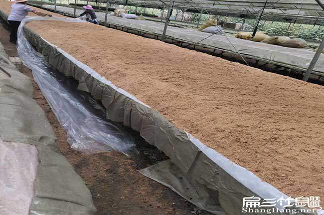 郴州油茶苗2024好品種(桂陽宜章永興桂東蘇仙茶樹苗)