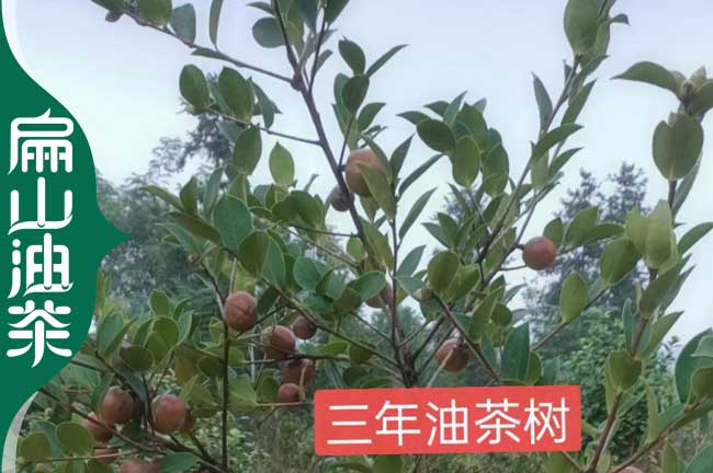 昭通1年油茶苗批發(fā)