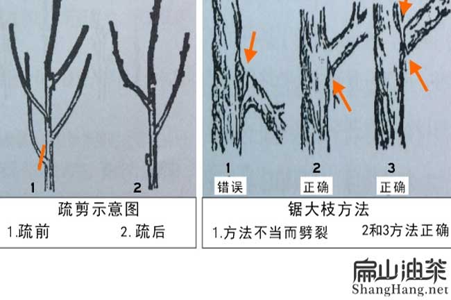 油茶種植技術(shù)