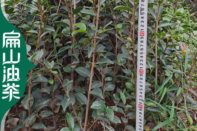 益陽(yáng)3年油茶苗批發(fā)