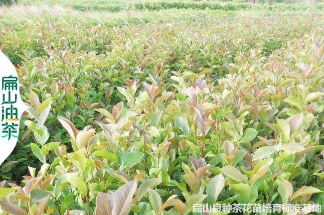 濮陽(yáng)長(zhǎng)林53號(hào)油茶苗
