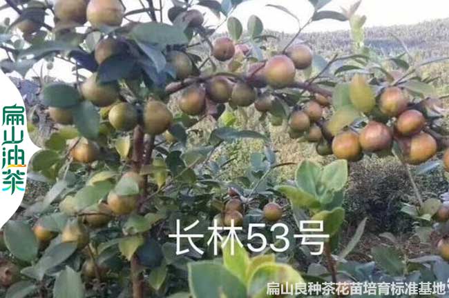 宿遷長林53號油茶苗