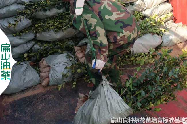 濟源長林油茶苗批發(fā)
