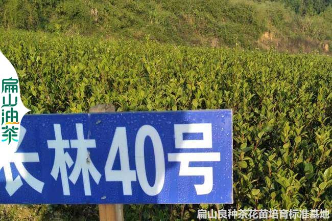 江西長林40號油茶苗