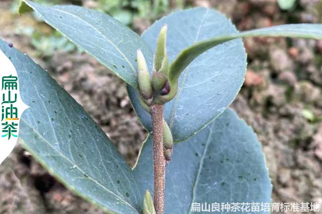 懷化茶樹(shù)苗培育