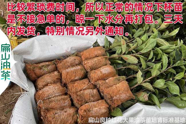 全江西大小杯油茶苗批發(fā) 培育長(zhǎng)林53號(hào)4#3#40#容器苗價(jià)格