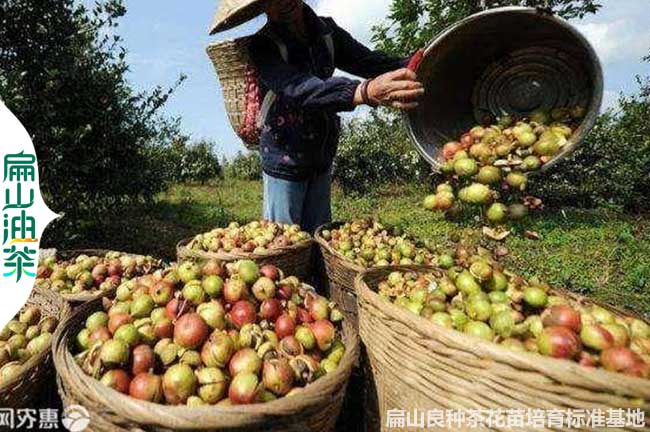 邵陽(yáng)茶果收購(gòu)