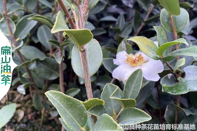 周口長林油茶苗批發(fā)