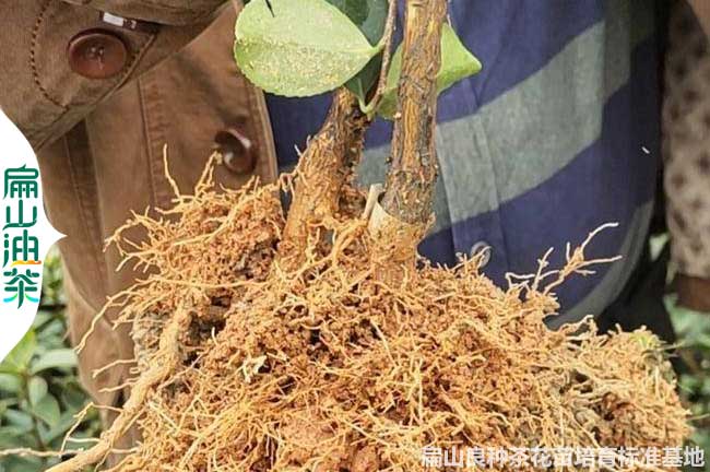 鷹潭長林4號油茶苗
