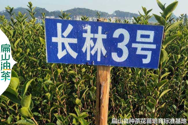 萍鄉(xiāng)長(zhǎng)林3號(hào)油茶苗