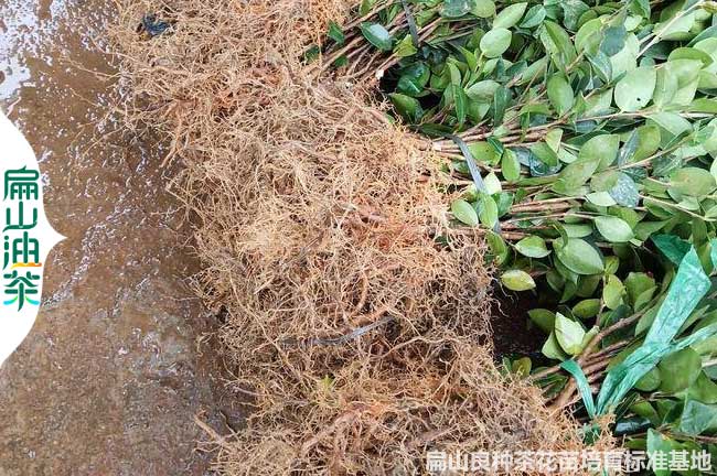 潛江長(zhǎng)林油茶裸根苗