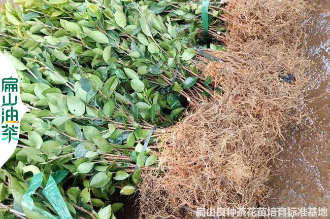 莆田油茶苗批發(fā)
