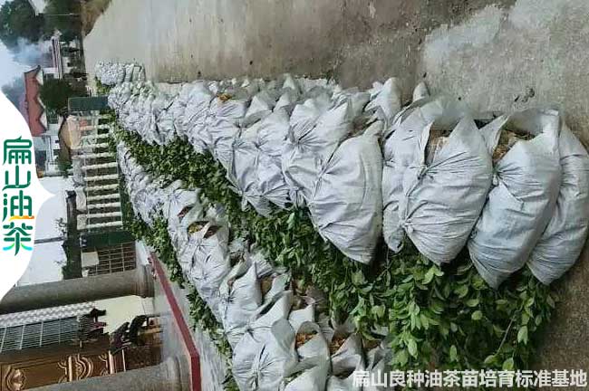 云南長林油茶小杯苗