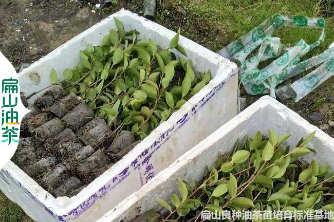 江西較多1年嫁接油茶苗小杯苗地方有 新余.吉安.宜春批發(fā)價(jià)