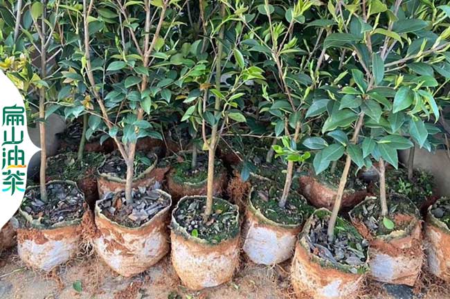 有開(kāi)封紅赤丹茶花苗價(jià).開(kāi)封油茶樹(shù)苗培育.茶葉苗大批發(fā)60CM